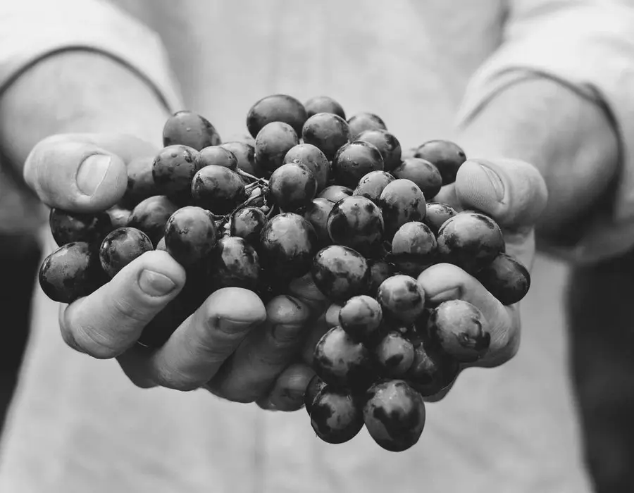 Manos sosteniendo un racimo de uvas oscuras